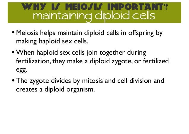 how does meiosis maintain sex cells How does meiosis maintain sex cells